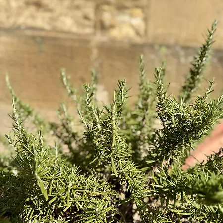 Apartamento Historie Trifft Moderne *