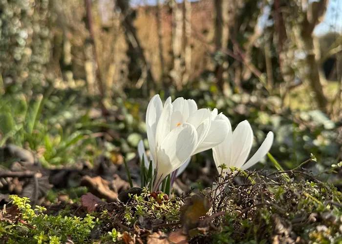 Historie Trifft Moderne 公寓 魏克尔斯海姆